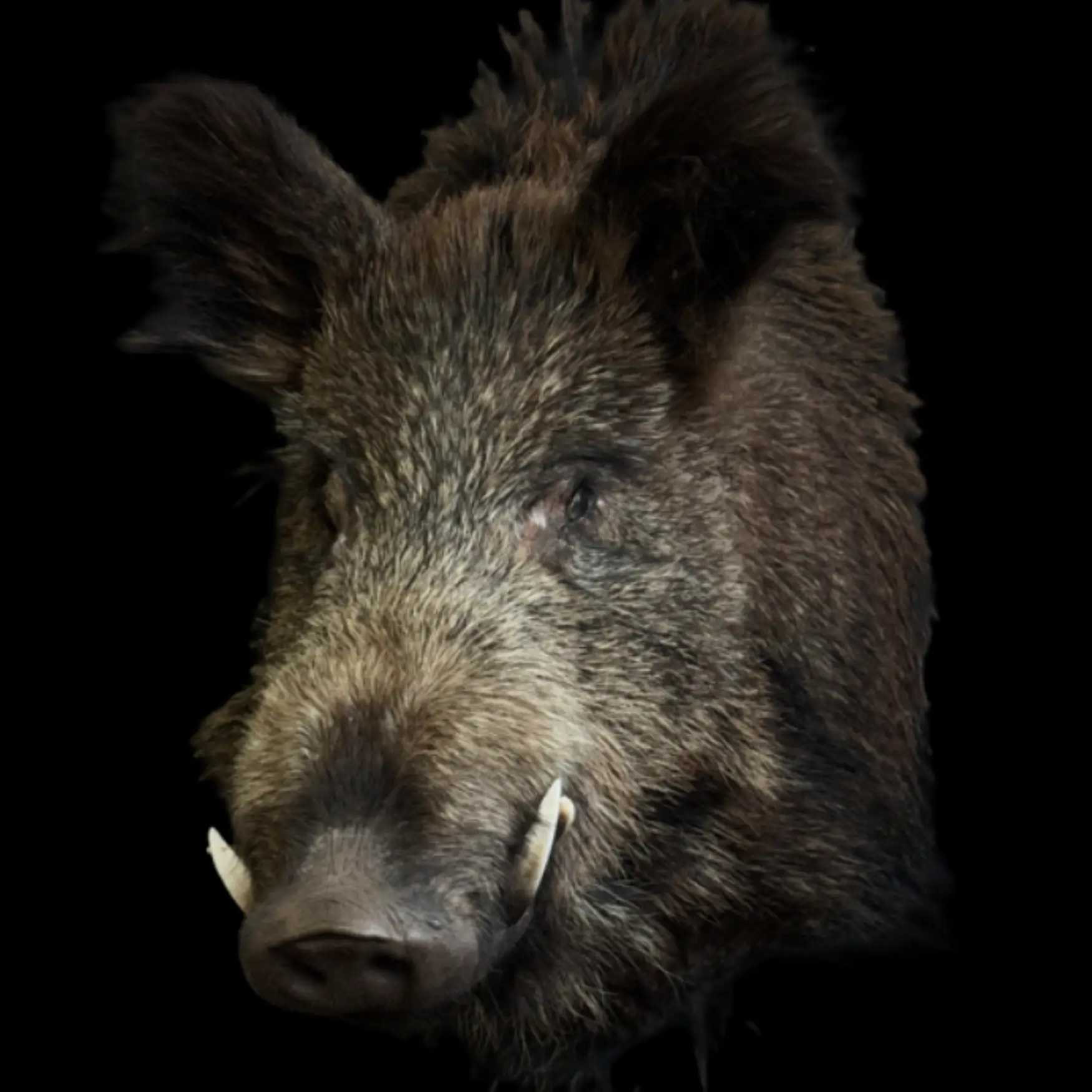 Wild Boar Mouth - preview photo 1123