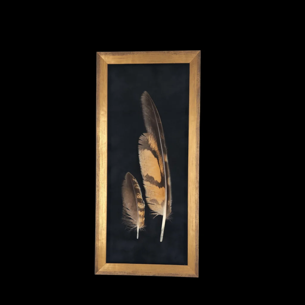 Bubo bubo Eagle Owl Feathers