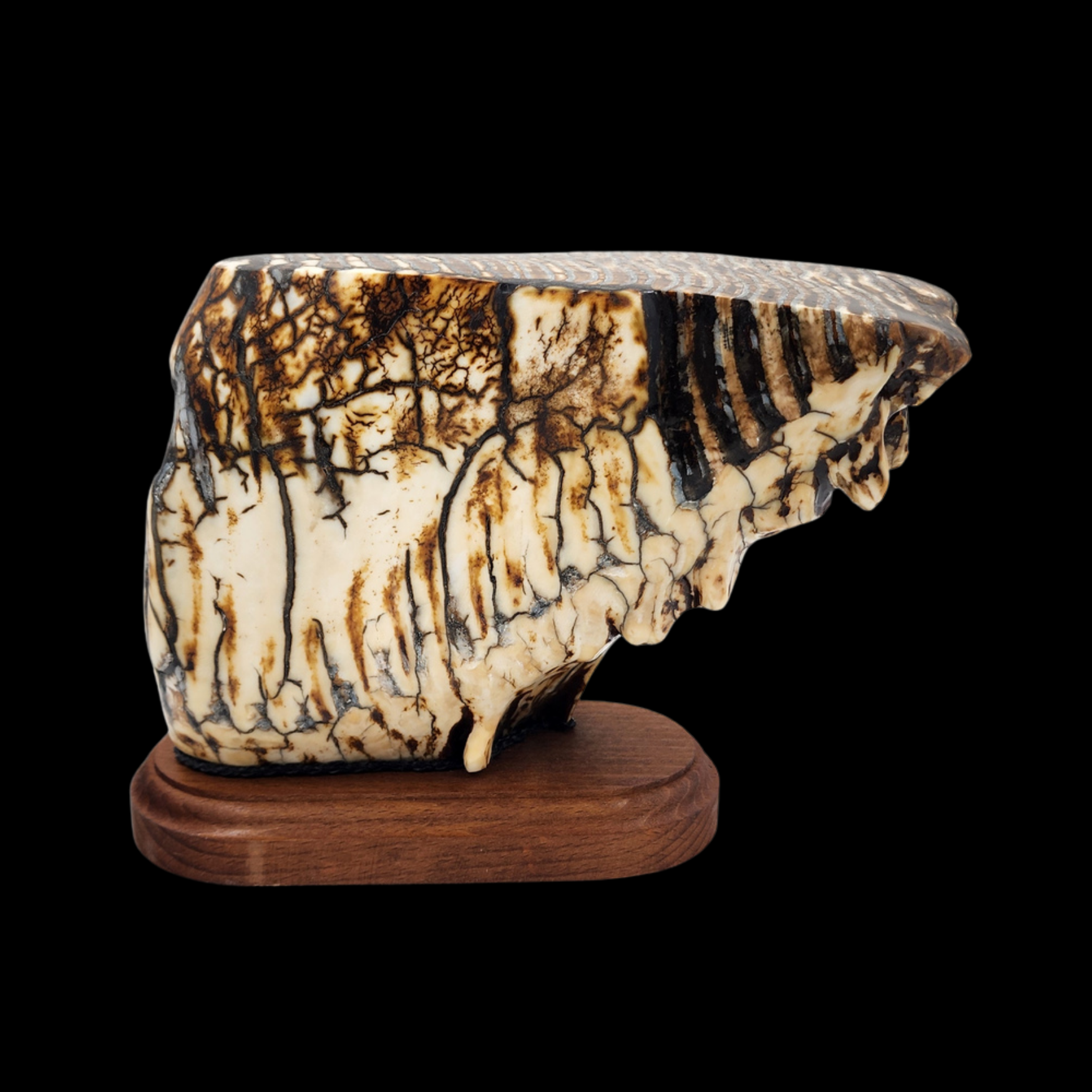 Mammoth Tooth - preview photo 1123