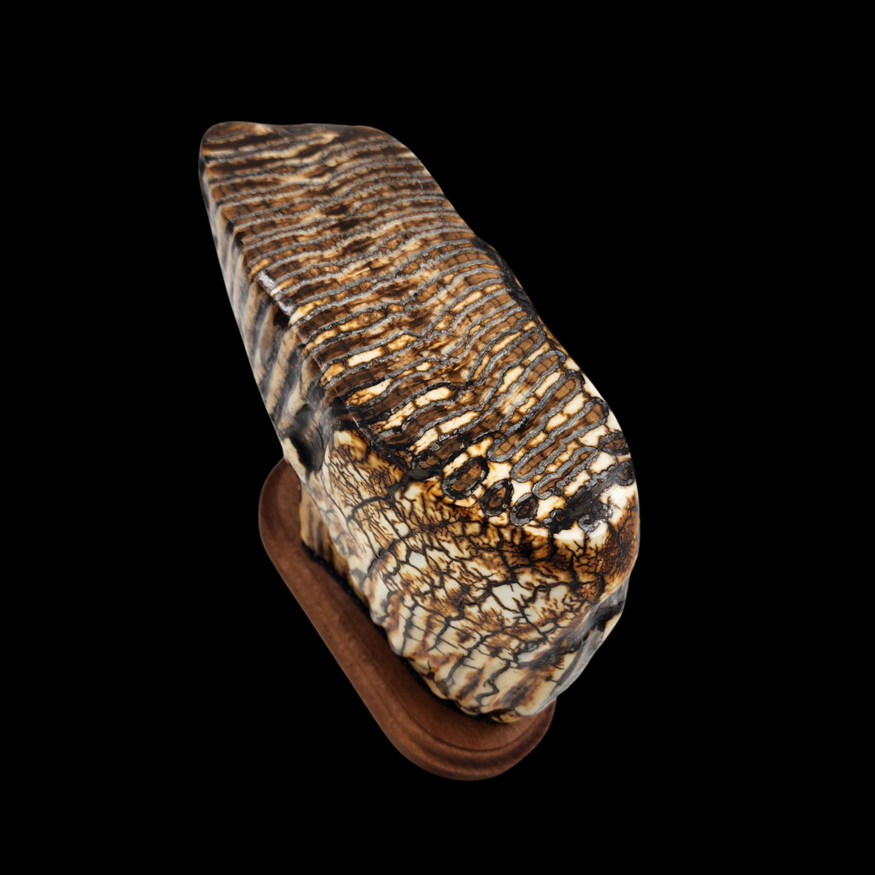 Mammoth Tooth - preview photo 3123