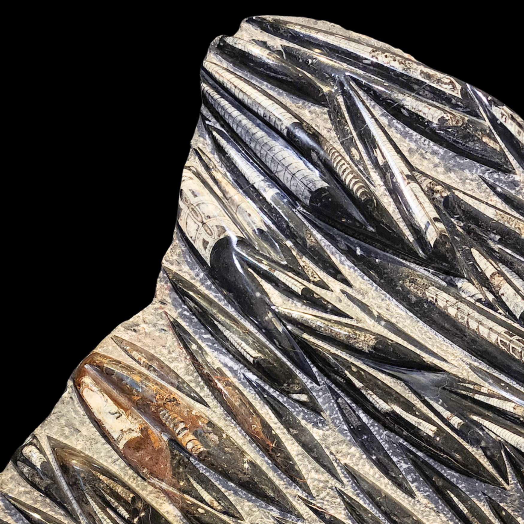 Fossilized Orthoceras cephalopods in limestone matrix - preview photo 4123