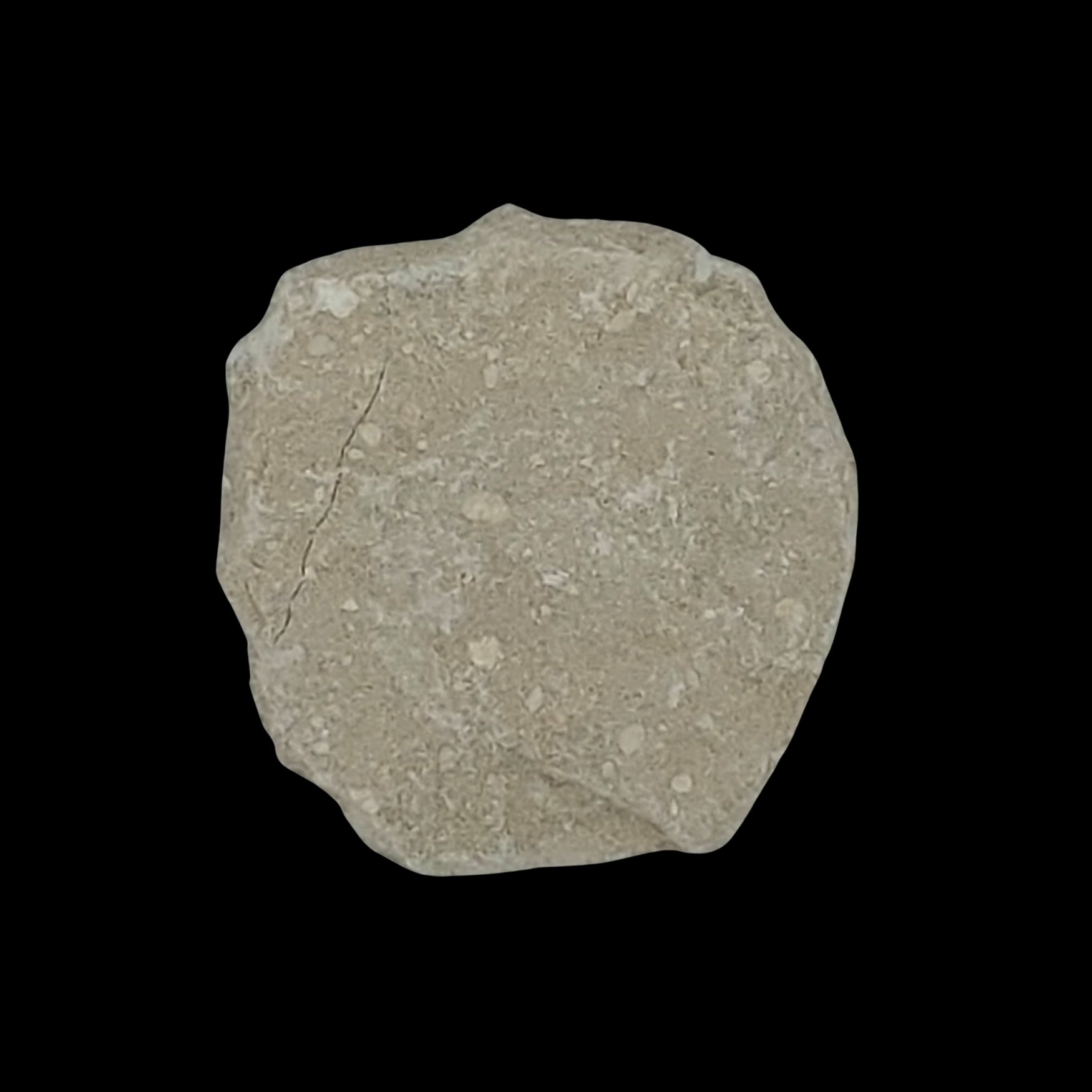 167 gr Plate of Fossilised Otodus Shark's Tooth - preview photo 2123