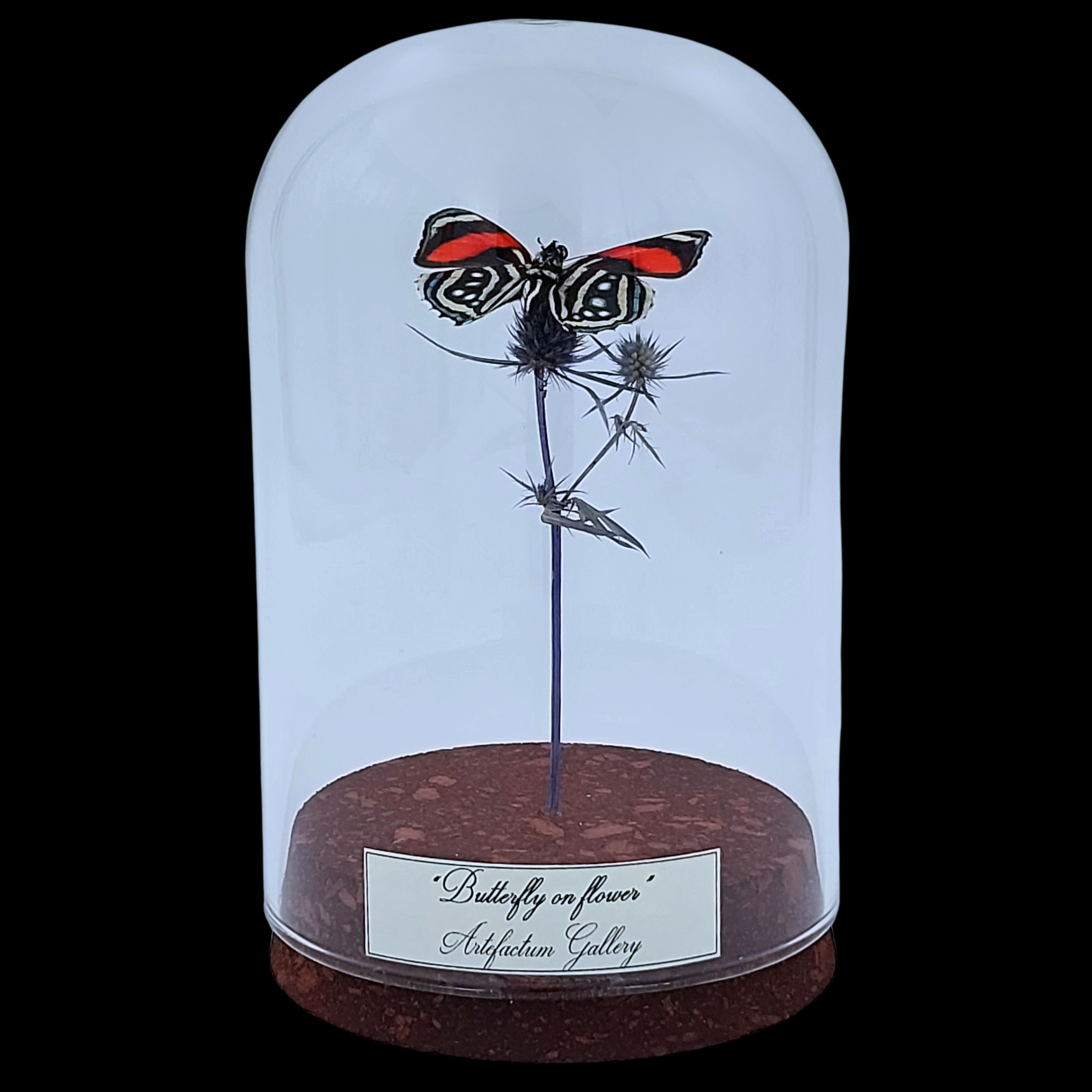 Callicore sp. on dried bloom in glass cloche, Peru - preview photo 1123