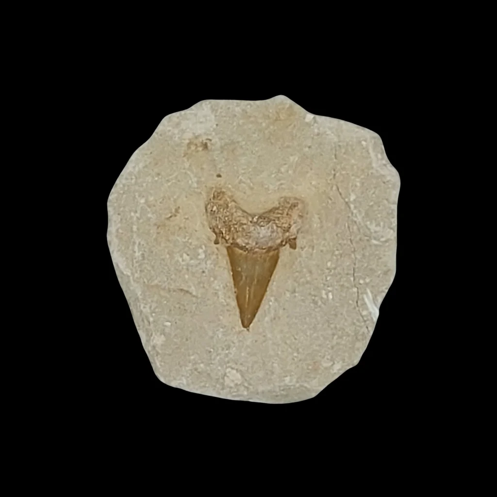 167 gr Plate of Fossilised Otodus Shark’s Tooth