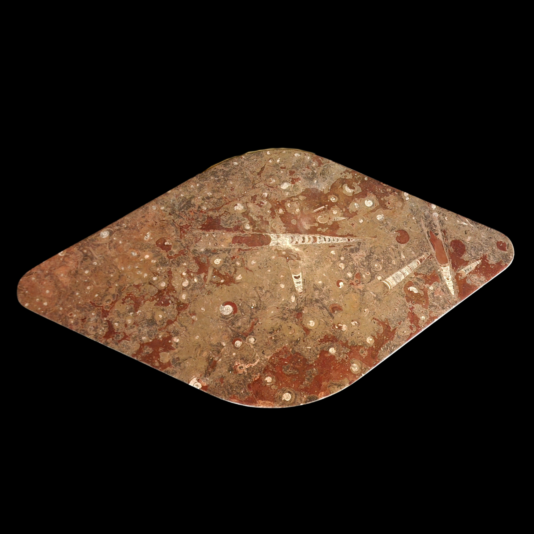 Marble Fossil Table with Orthoceras and Gastropod Fossils - preview photo 2123