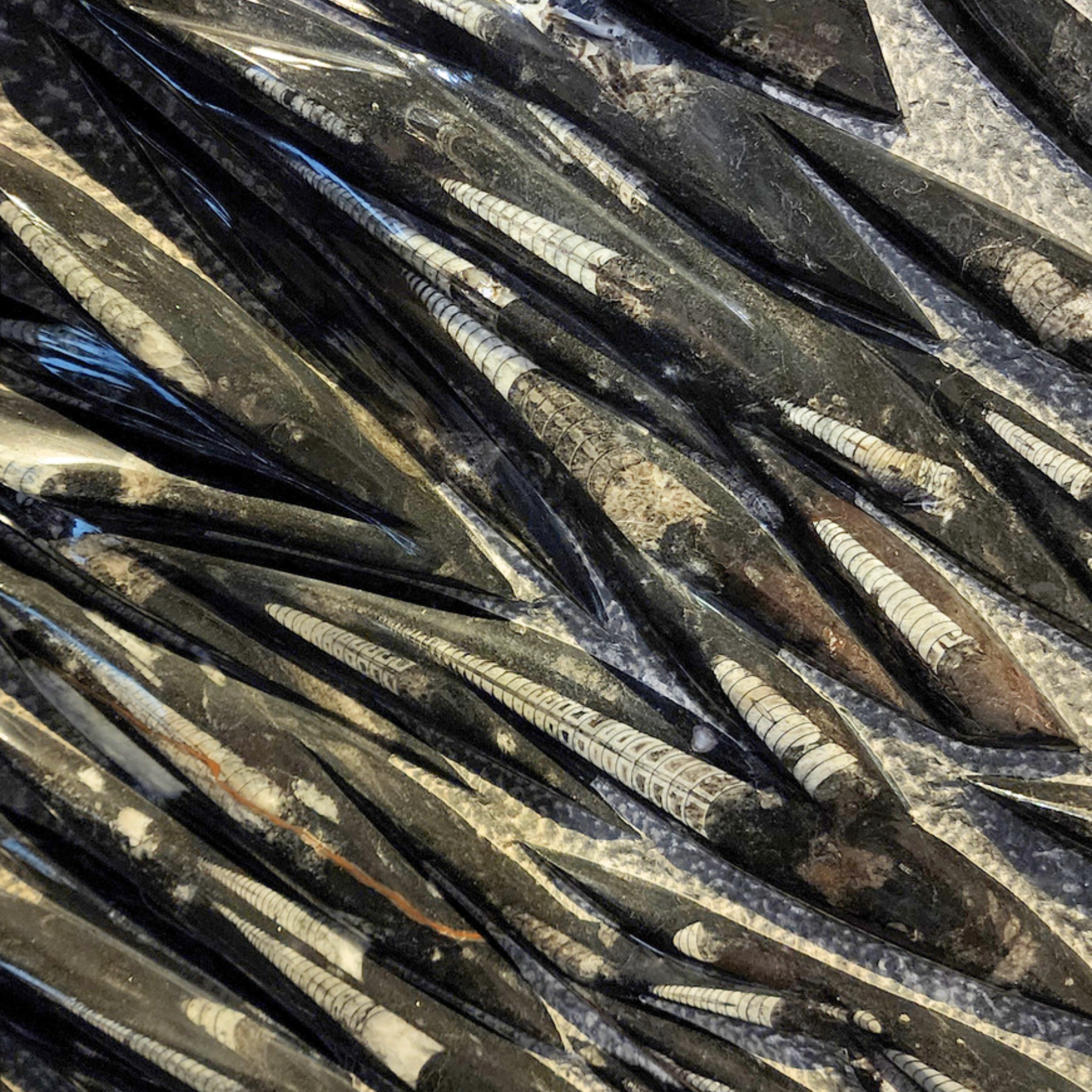 Fossilized Orthoceras cephalopods in limestone matrix - preview photo 3123