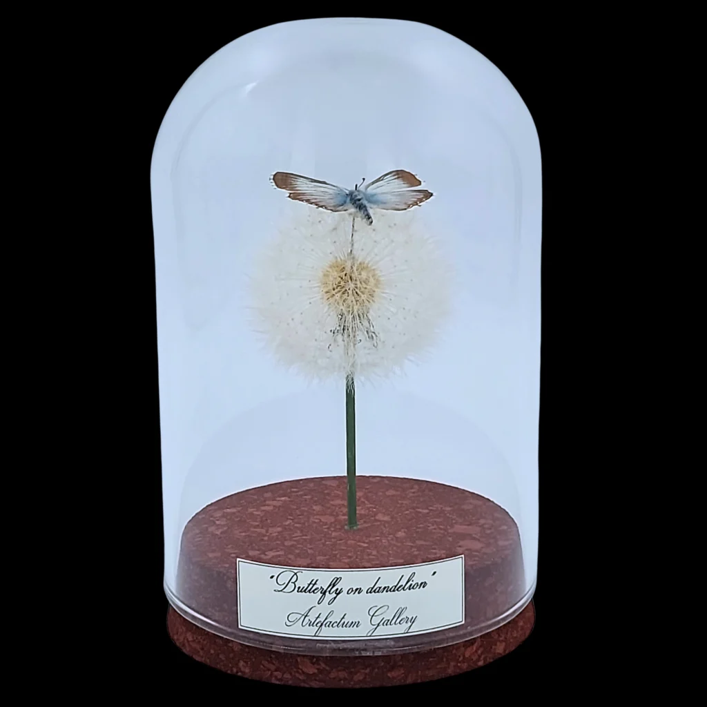 Lysandra coridon on dandelion in glass cloche, Eurasia