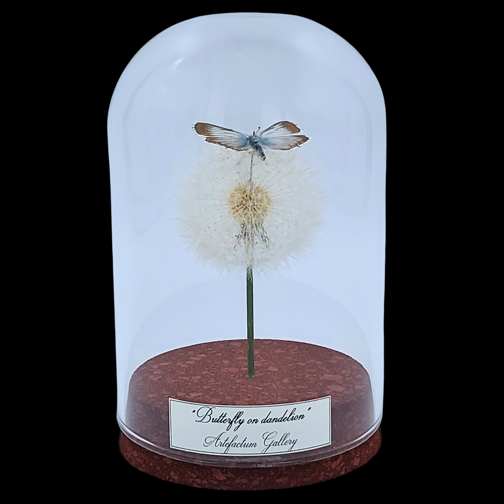 Lysandra coridon on dandelion in glass cloche, Eurasia - preview photo 1123