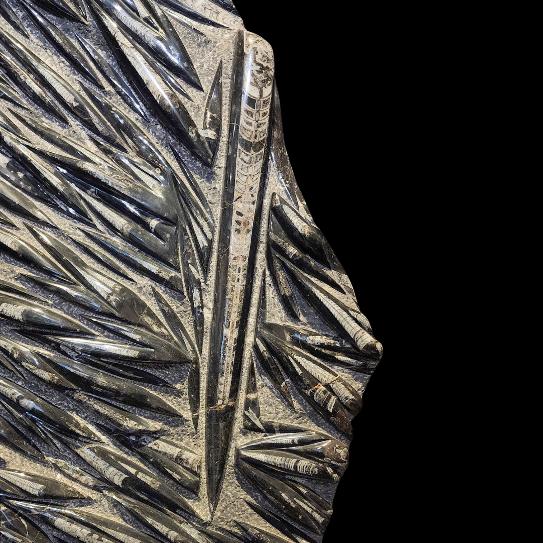 Fossilized Orthoceras cephalopods in limestone matrix - preview photo 2123