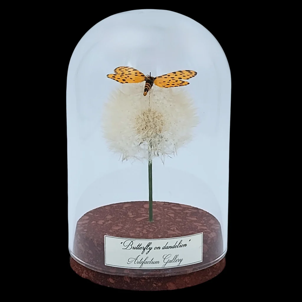 Zerenopsis leopardina on dandelion in glass cloche, South Africa