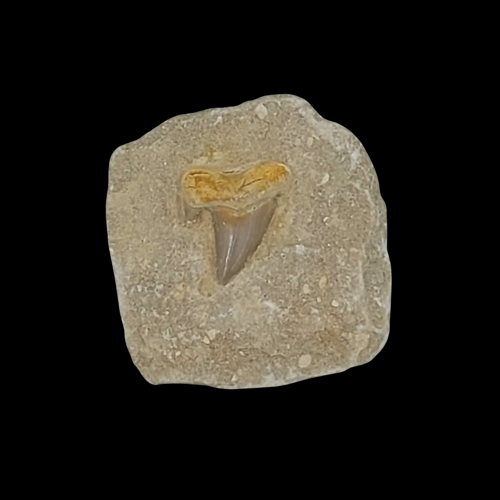186 gr Plate of Fossilised Otodus Shark's Tooth - preview photo 1123