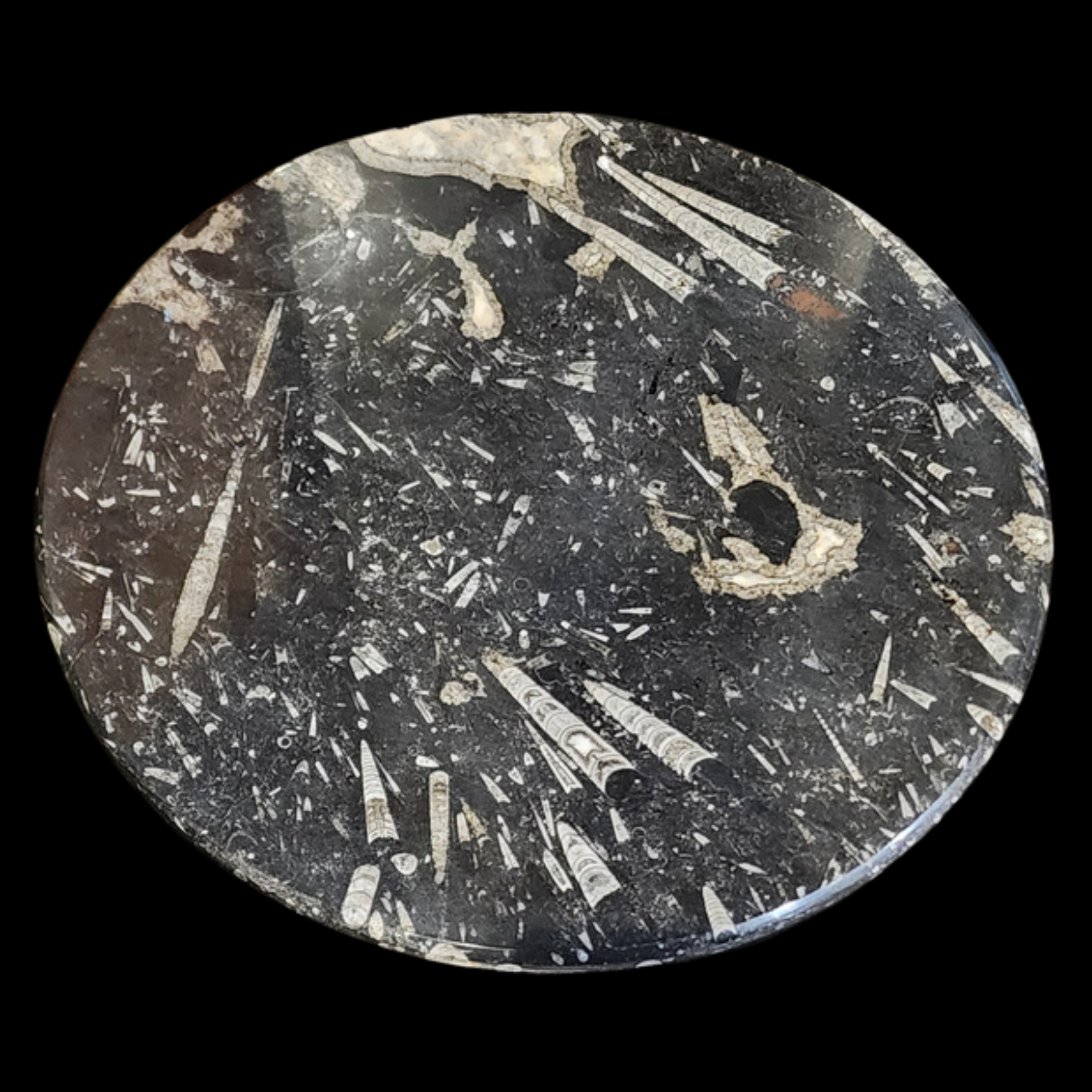 Orthoceras Fossil Marble Table from the Paleozoic Era - preview photo 2123