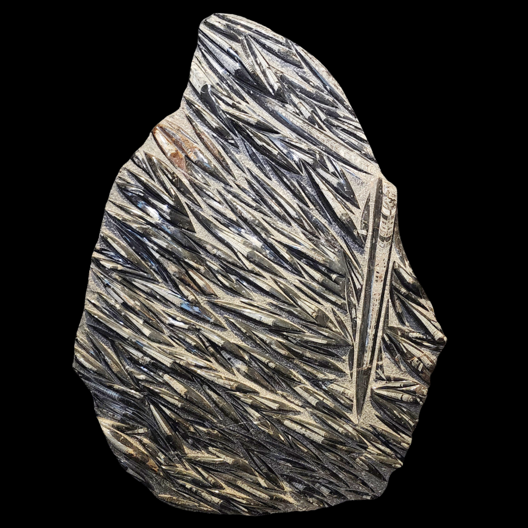 Fossilized Orthoceras cephalopods in limestone matrix - preview photo 1123