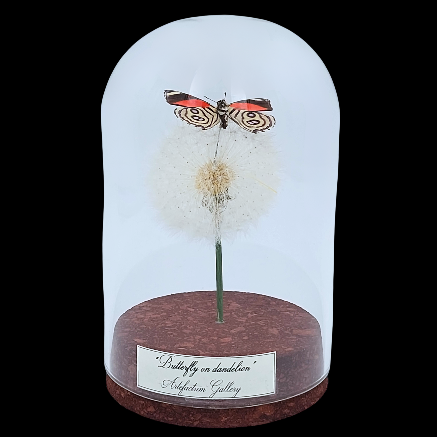 Callicore sp. on dandelion in glass cloche, Peru - preview photo 1123