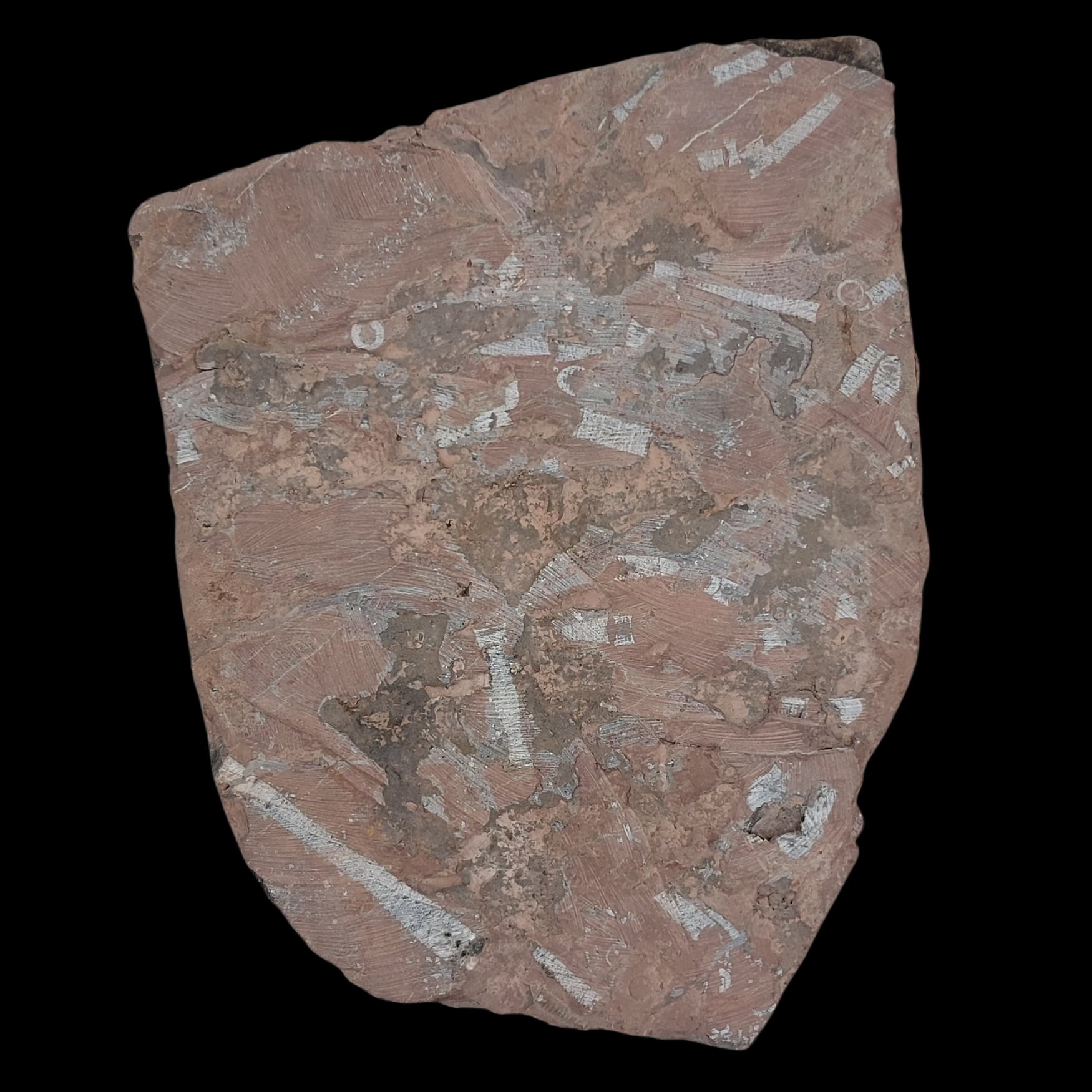 Crinoid Fossil Slab with Articulated Sea Lilies - preview photo 2123