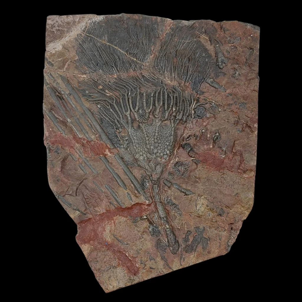 Crinoid Fossil Slab with Articulated Sea Lilies