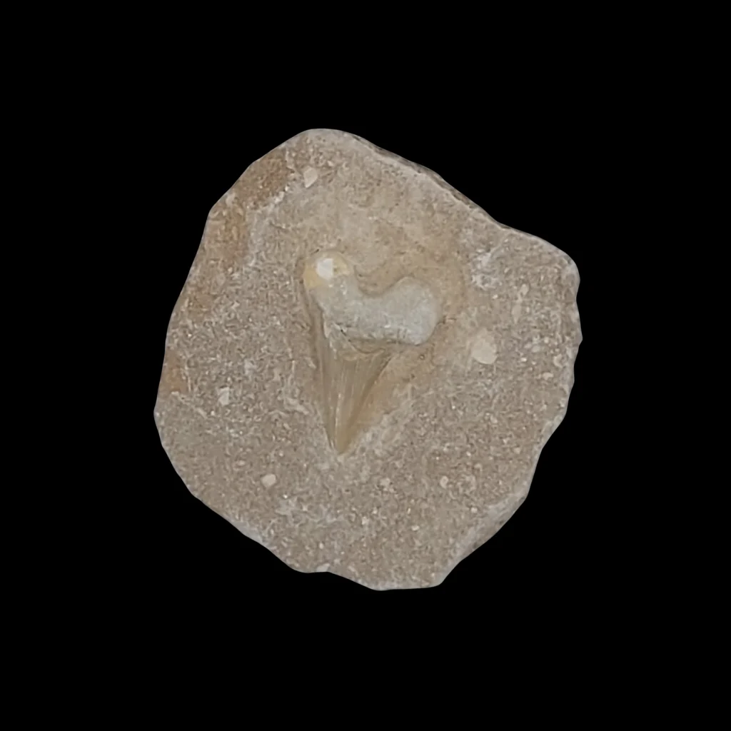 290 gr Plate of Fossilised Otodus Shark’s Tooth