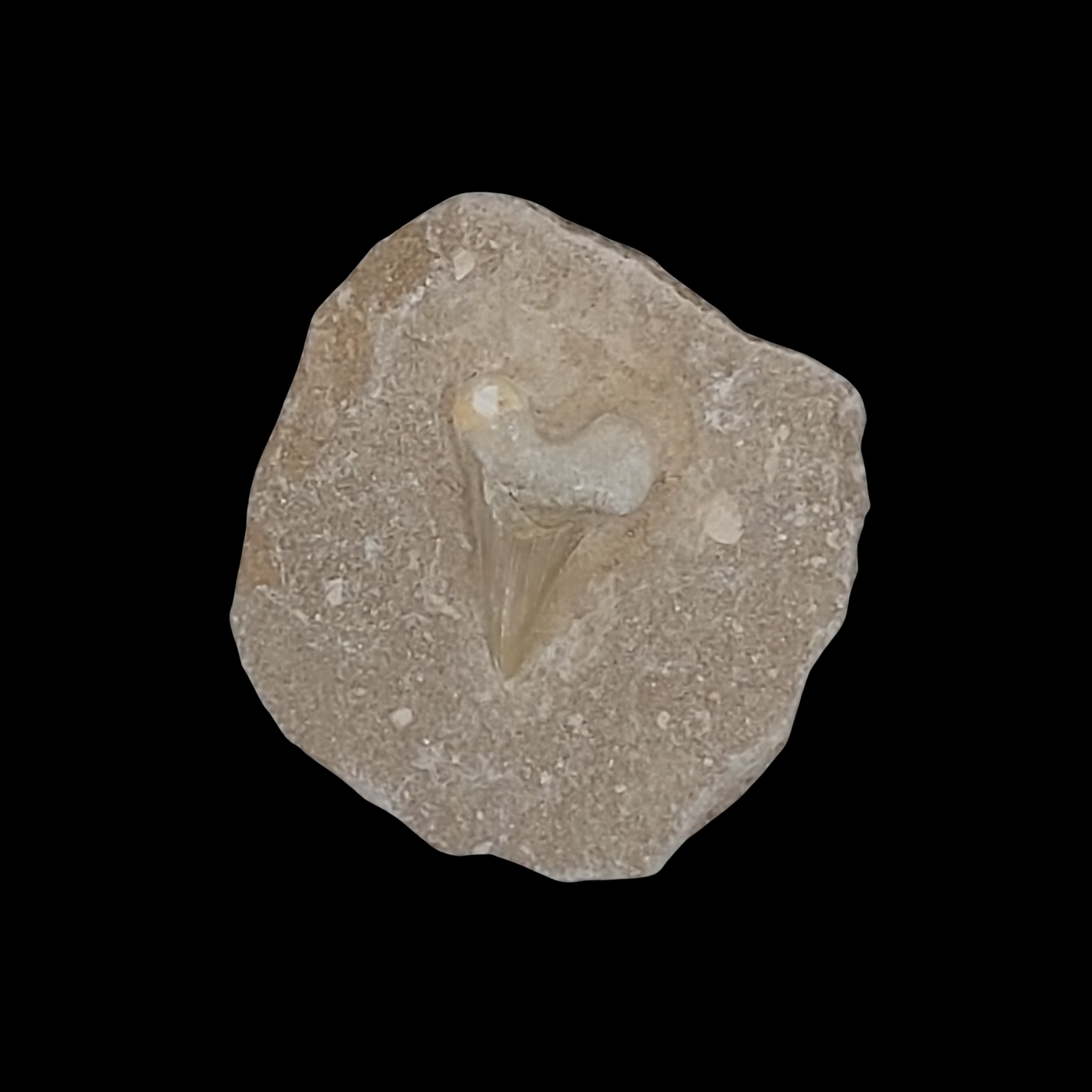 290 gr Plate of Fossilised Otodus Shark's Tooth - preview photo 1123