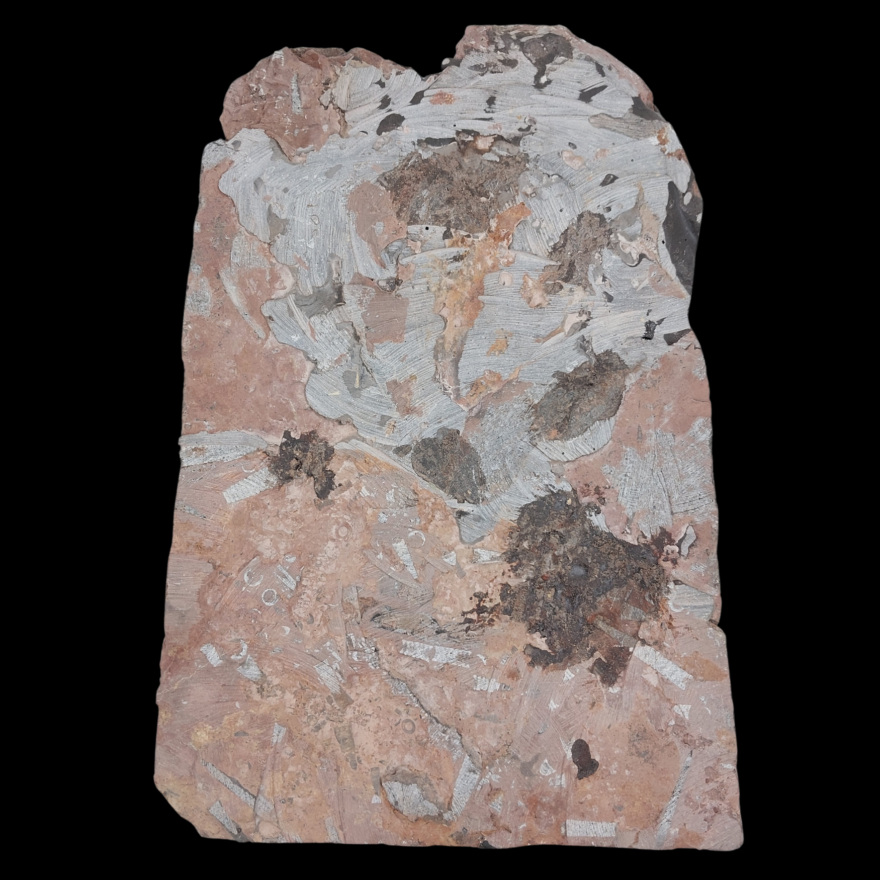 Crinoid Fossil Slab with Articulated Sea Lilies - preview photo 2123