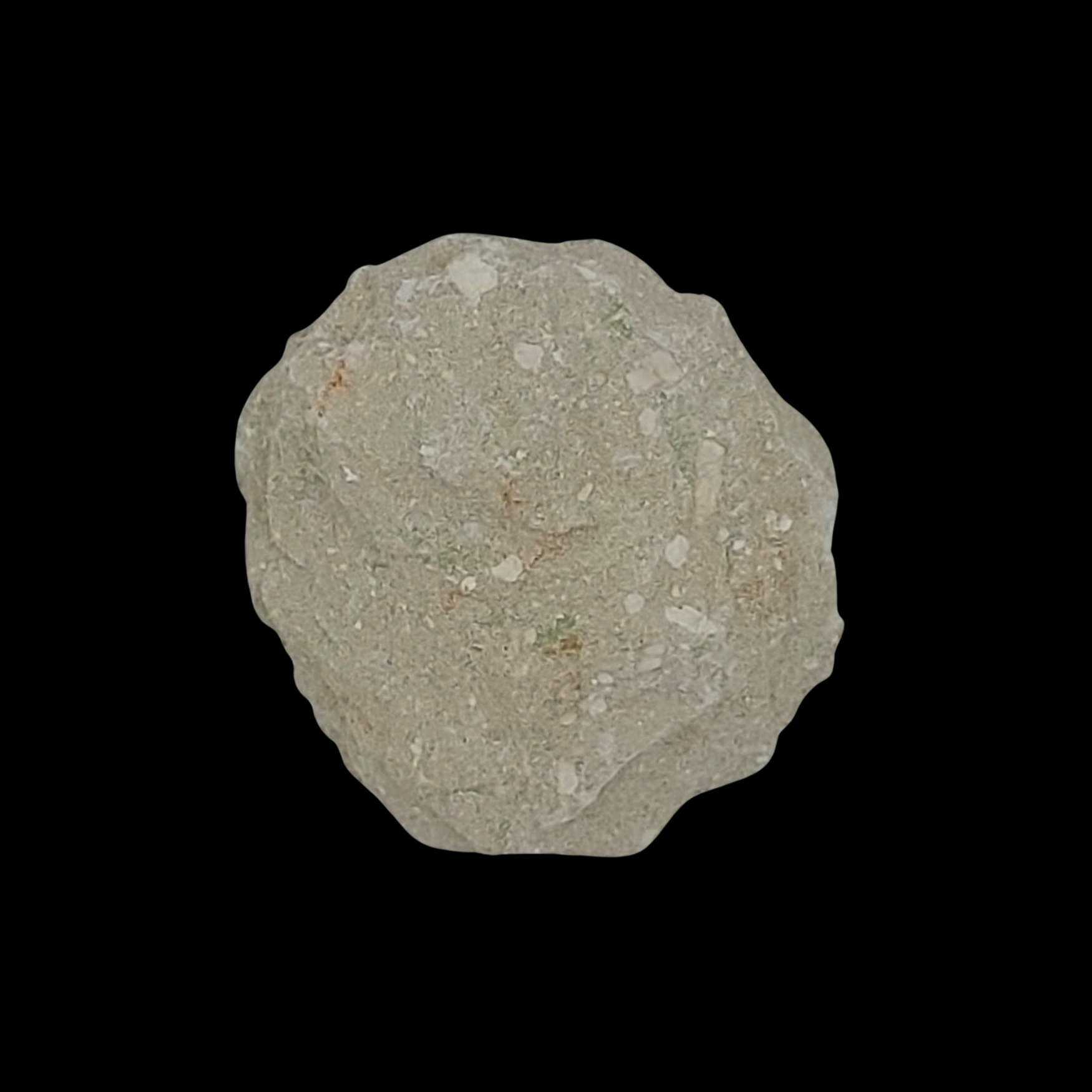 297 gr Plate of Fossilised Otodus Shark's Tooth - preview photo 2123