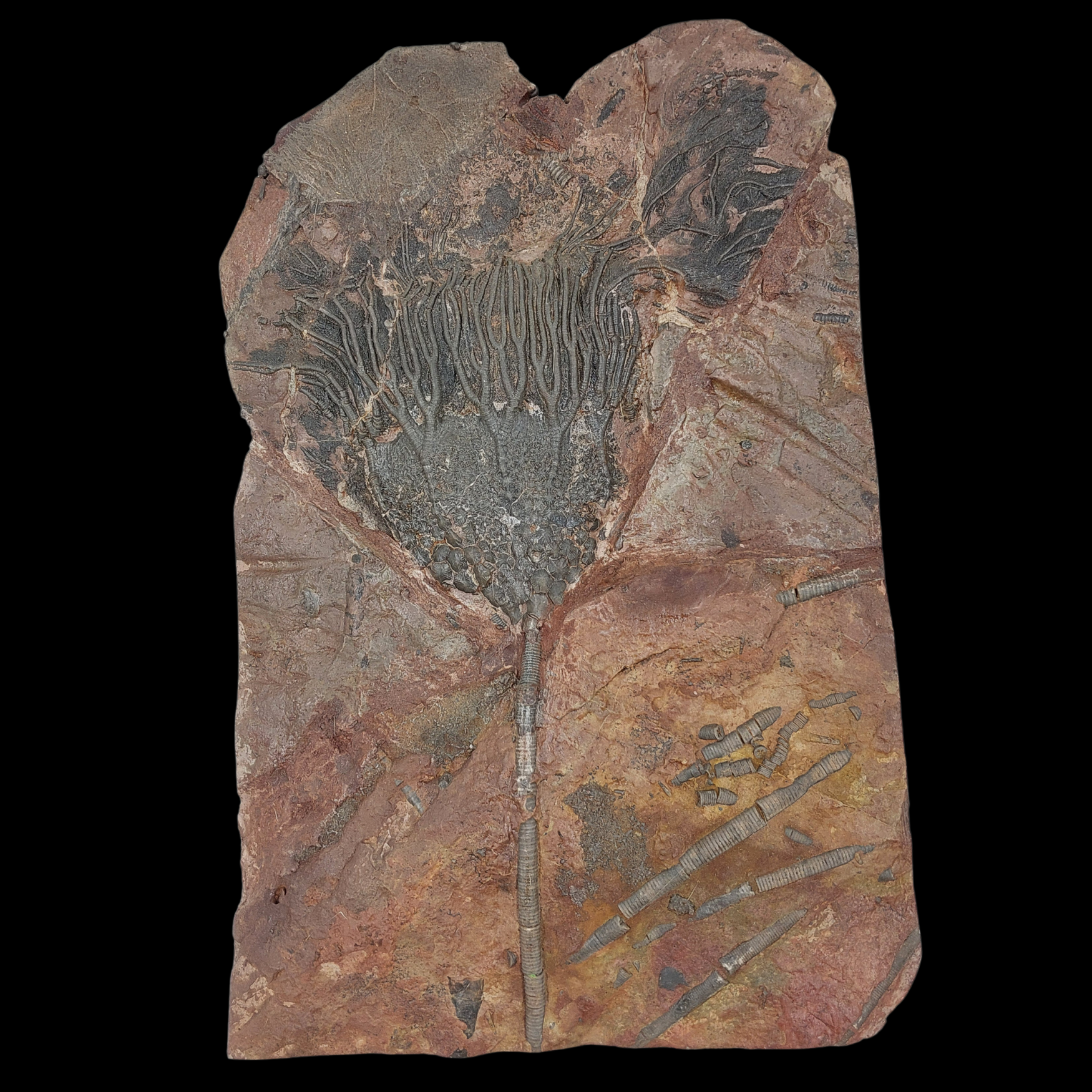 Crinoid Fossil Slab with Articulated Sea Lilies - preview photo 1123