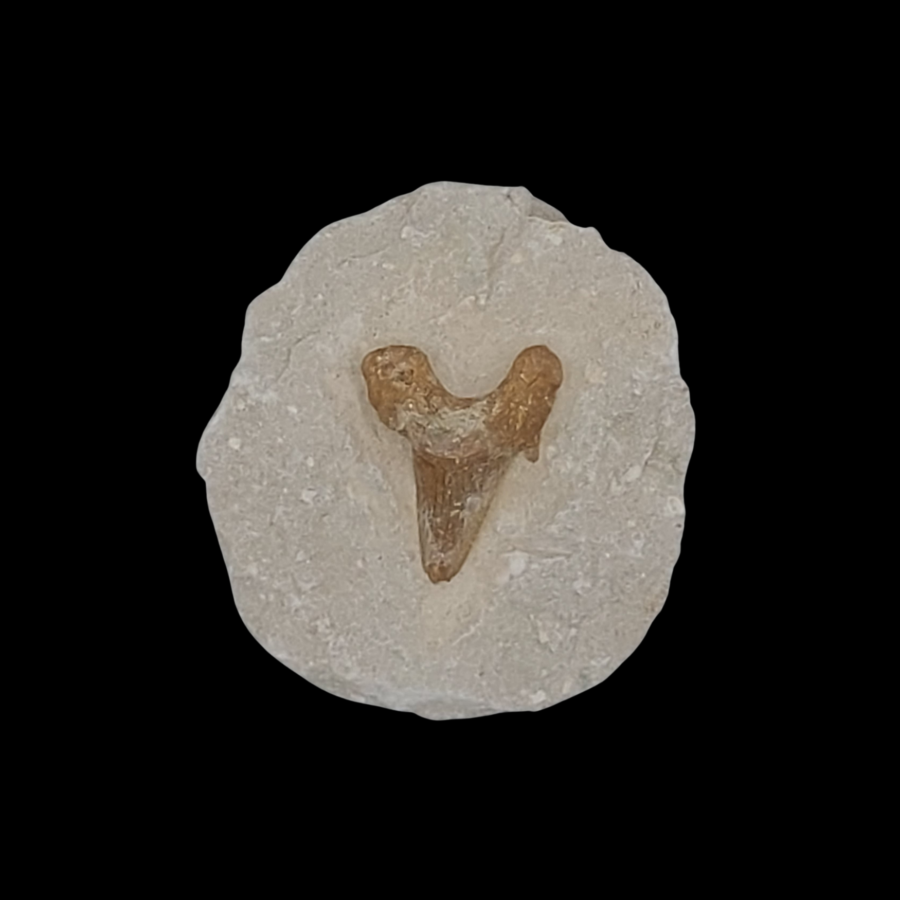 297 gr Plate of Fossilised Otodus Shark's Tooth - preview photo 1123