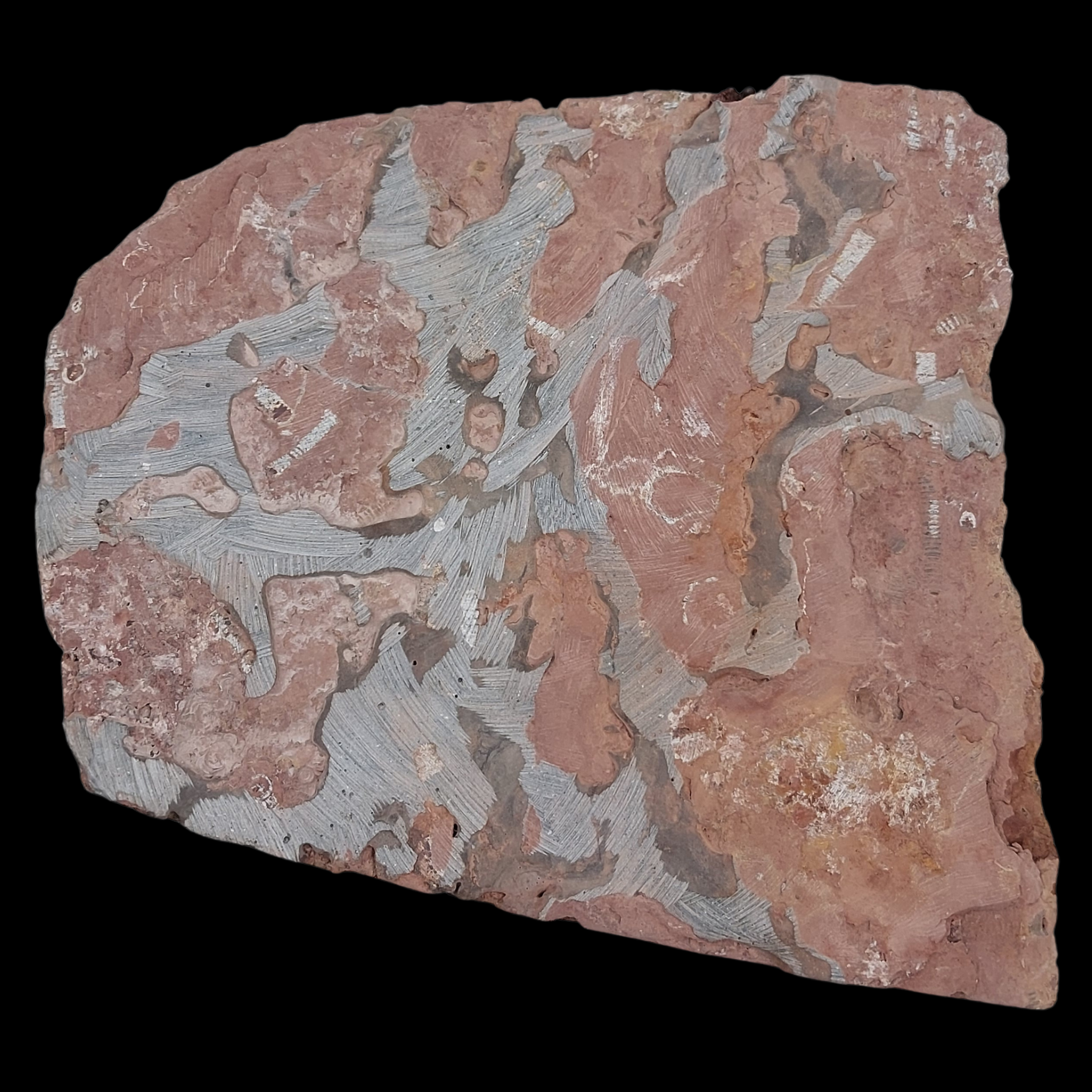 Crinoid Fossil Slab with Articulated Sea Lilies - preview photo 2123