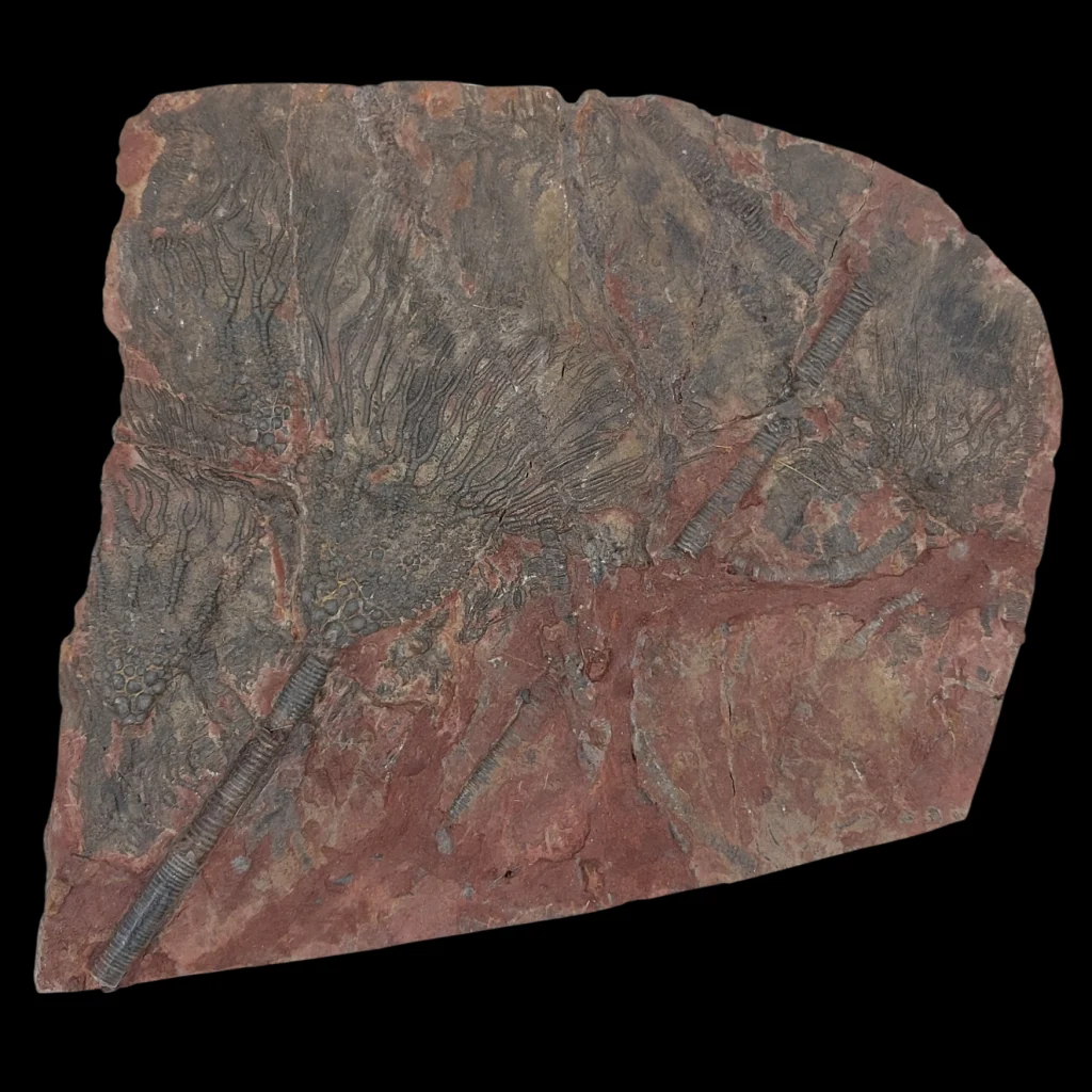 Crinoid Fossil Slab with Articulated Sea Lilies