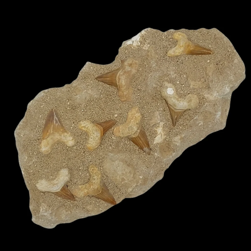 1 578 gr Plate of Fossilised Otodus Sharks Teeth
