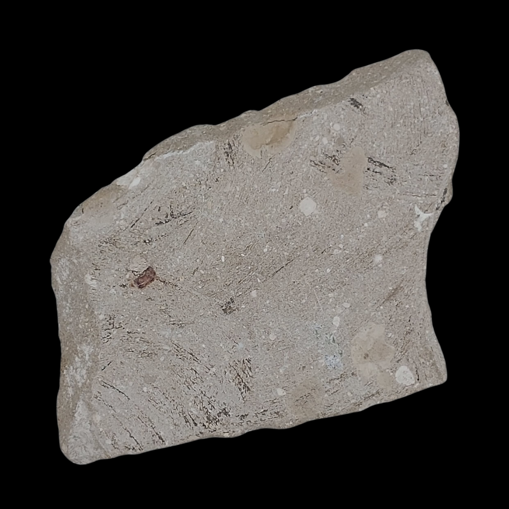1 597 gr Plate of Fossilised Otodus Sharks Teeth - preview photo 2123