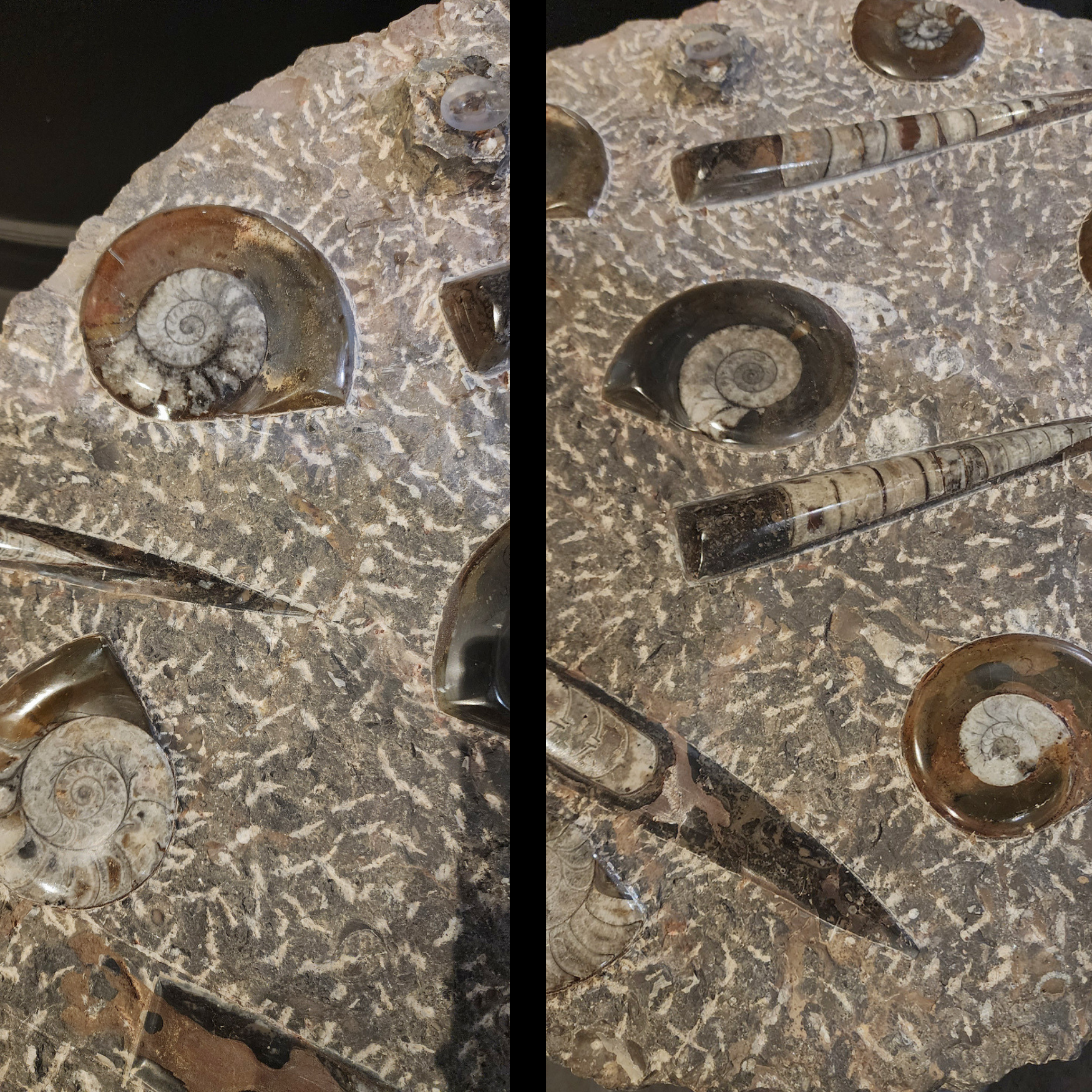 Paleozoic Fossil Marble Table with Orthoceras and Goniatite Cephalopods - preview photo 2123