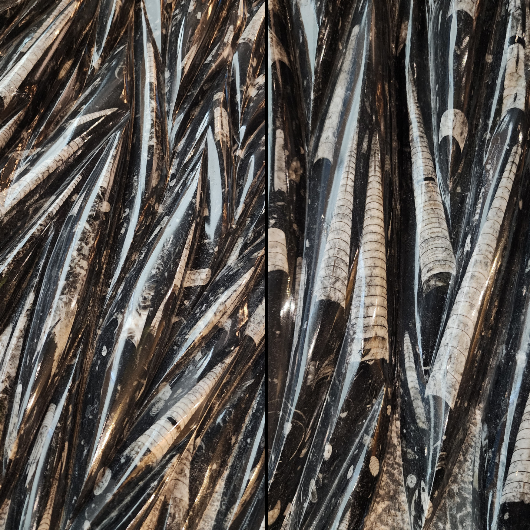 Fossilized Orthoceras cephalopods in limestone matrix - preview photo 3123