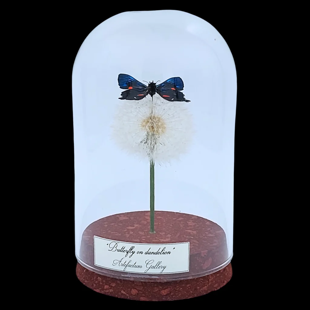 Ancyluris meliboeus on dandelion in glass cloche, Peru