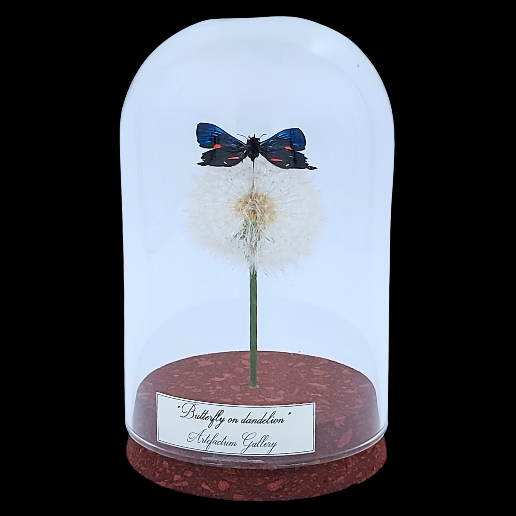 Ancyluris meliboeus on dandelion in glass cloche, Peru - preview photo 1123