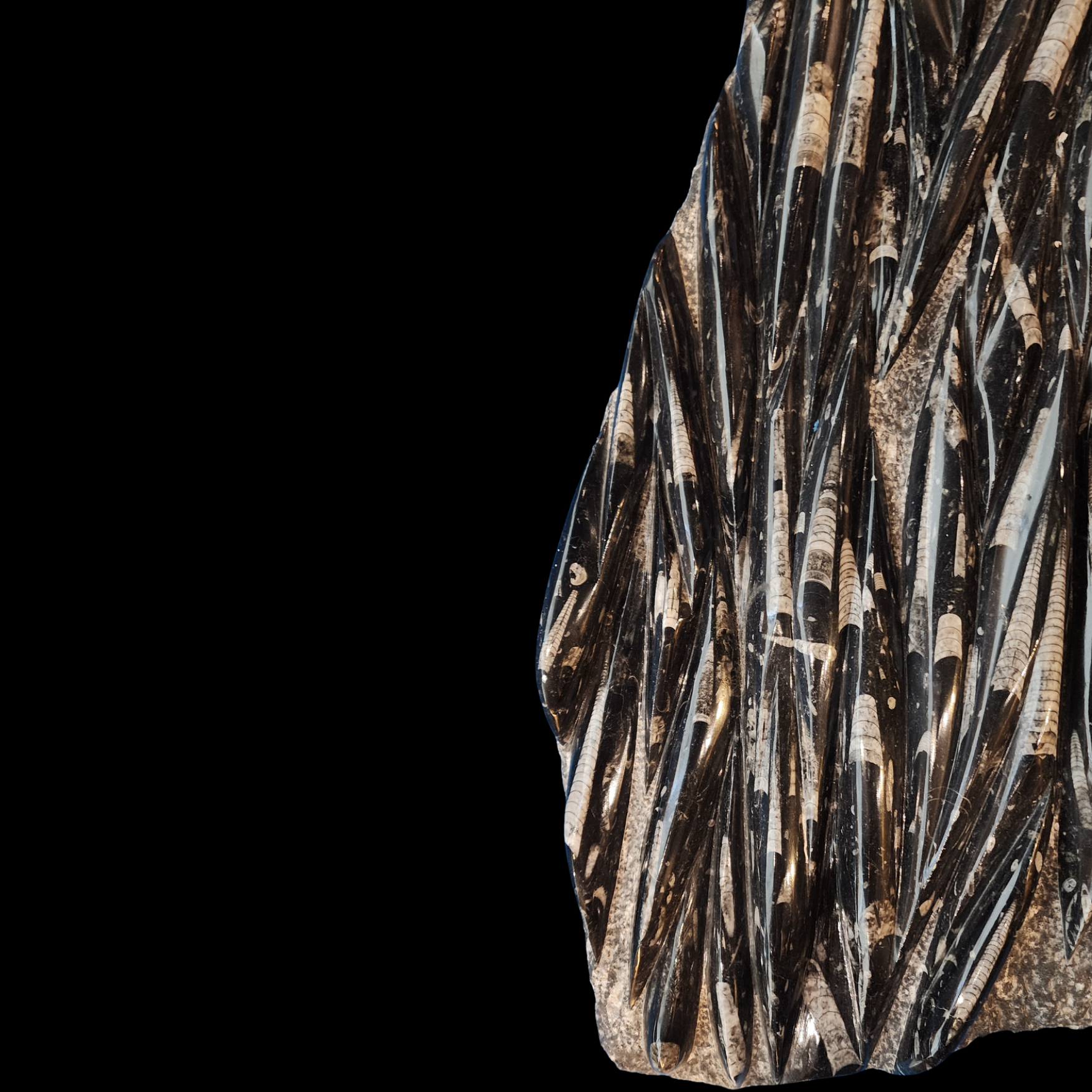Fossilized Orthoceras cephalopods in limestone matrix - preview photo 4123