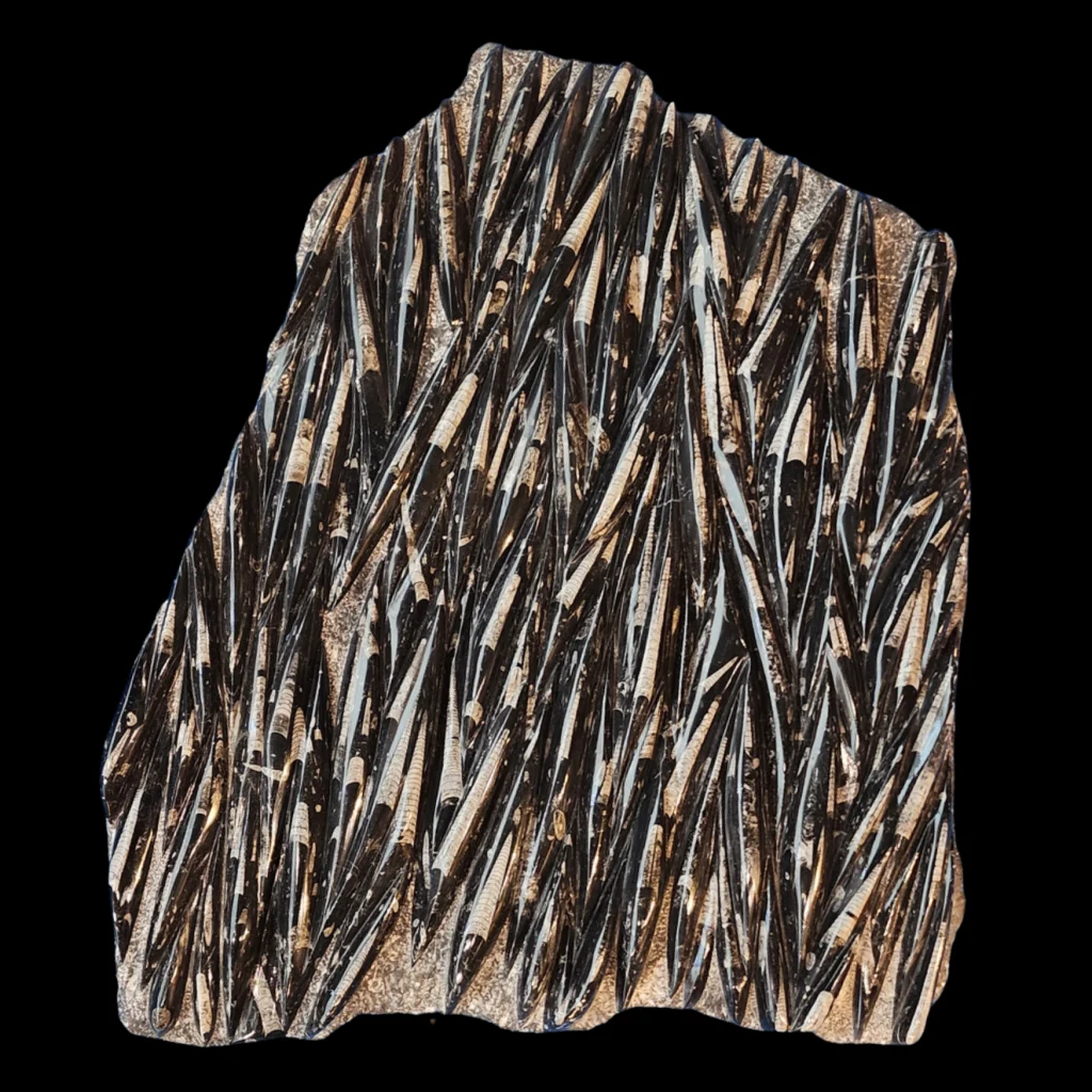 Fossilized Orthoceras cephalopods in limestone matrix