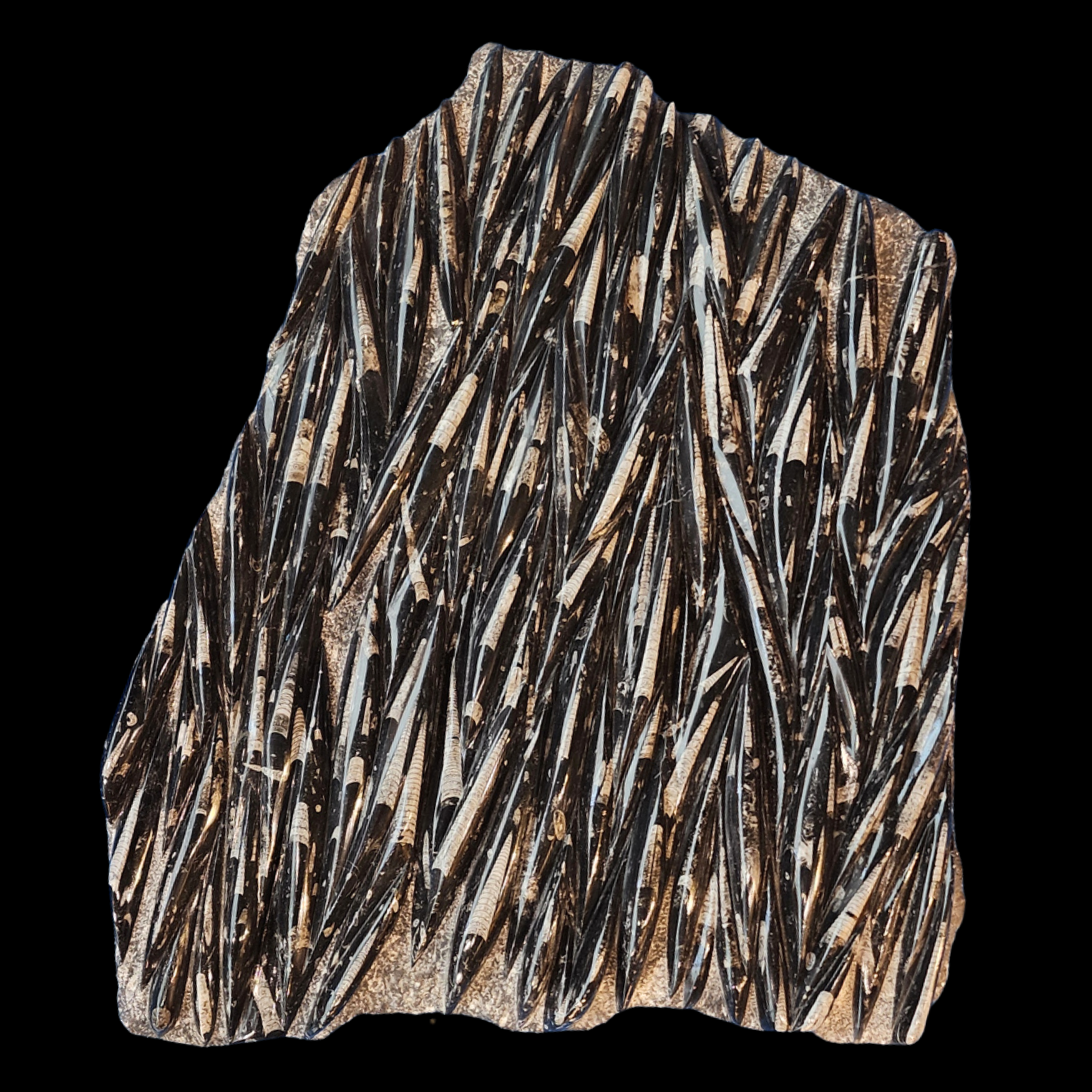 Fossilized Orthoceras cephalopods in limestone matrix - preview photo 1123