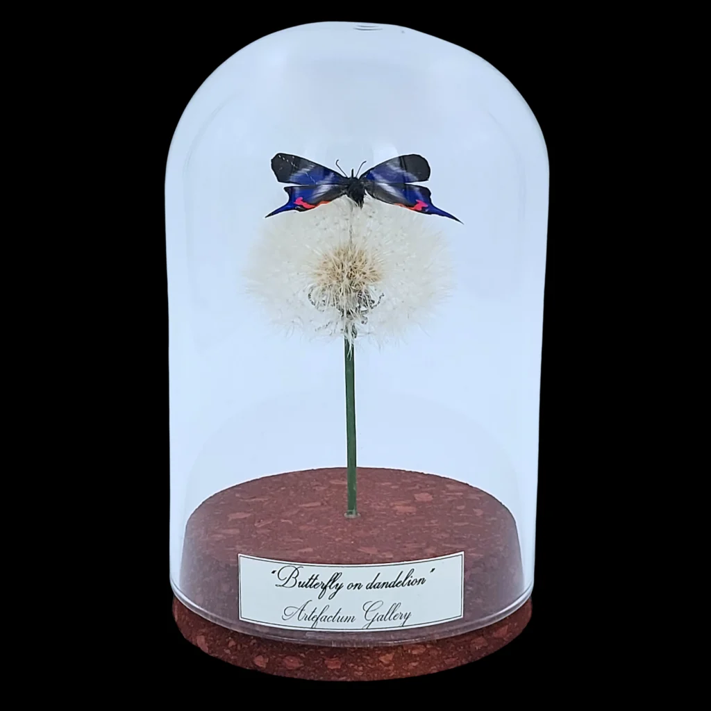 Rhetus periander on dandelion in glass cloche, Peru