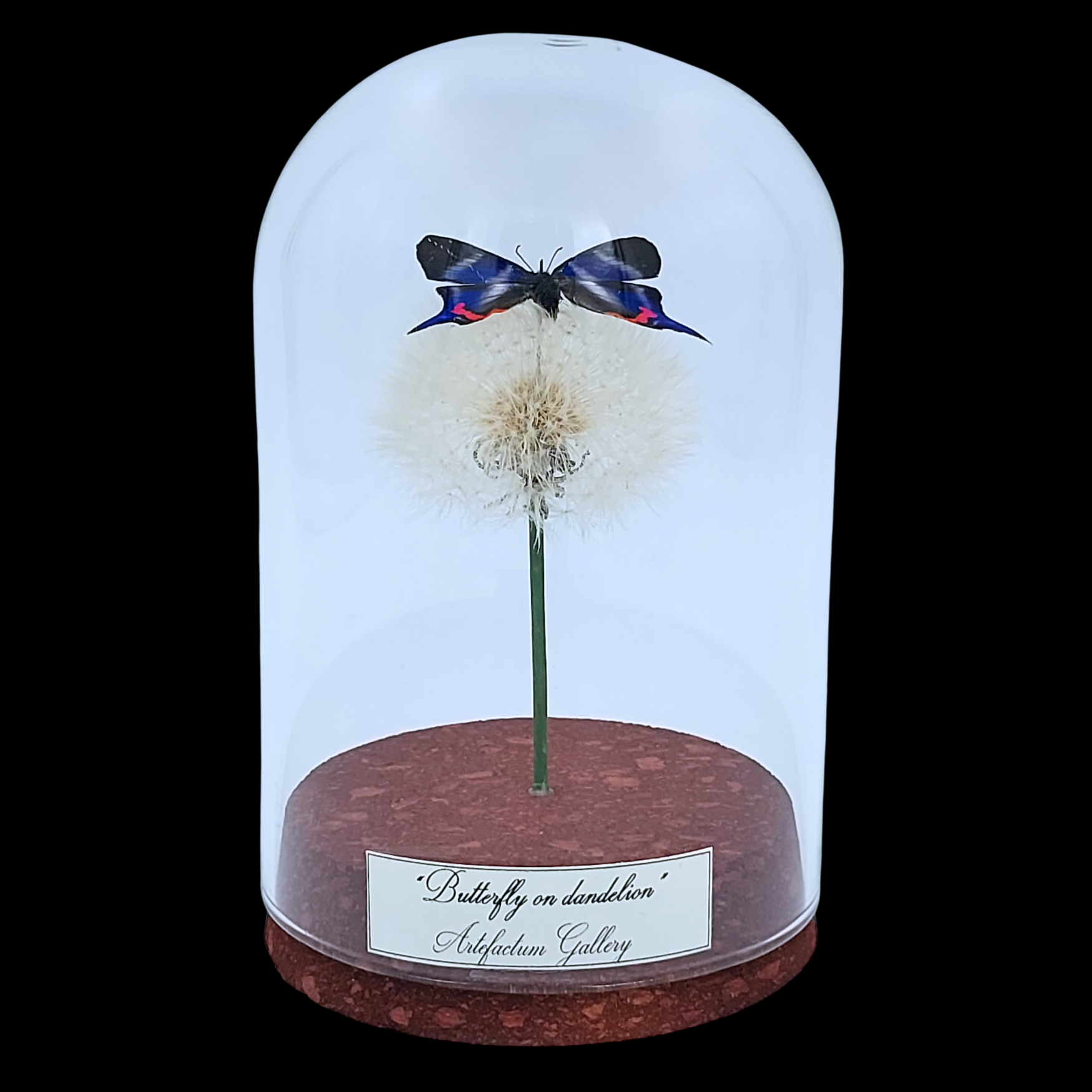 Rhetus periander on dandelion in glass cloche, Peru - preview photo 1123