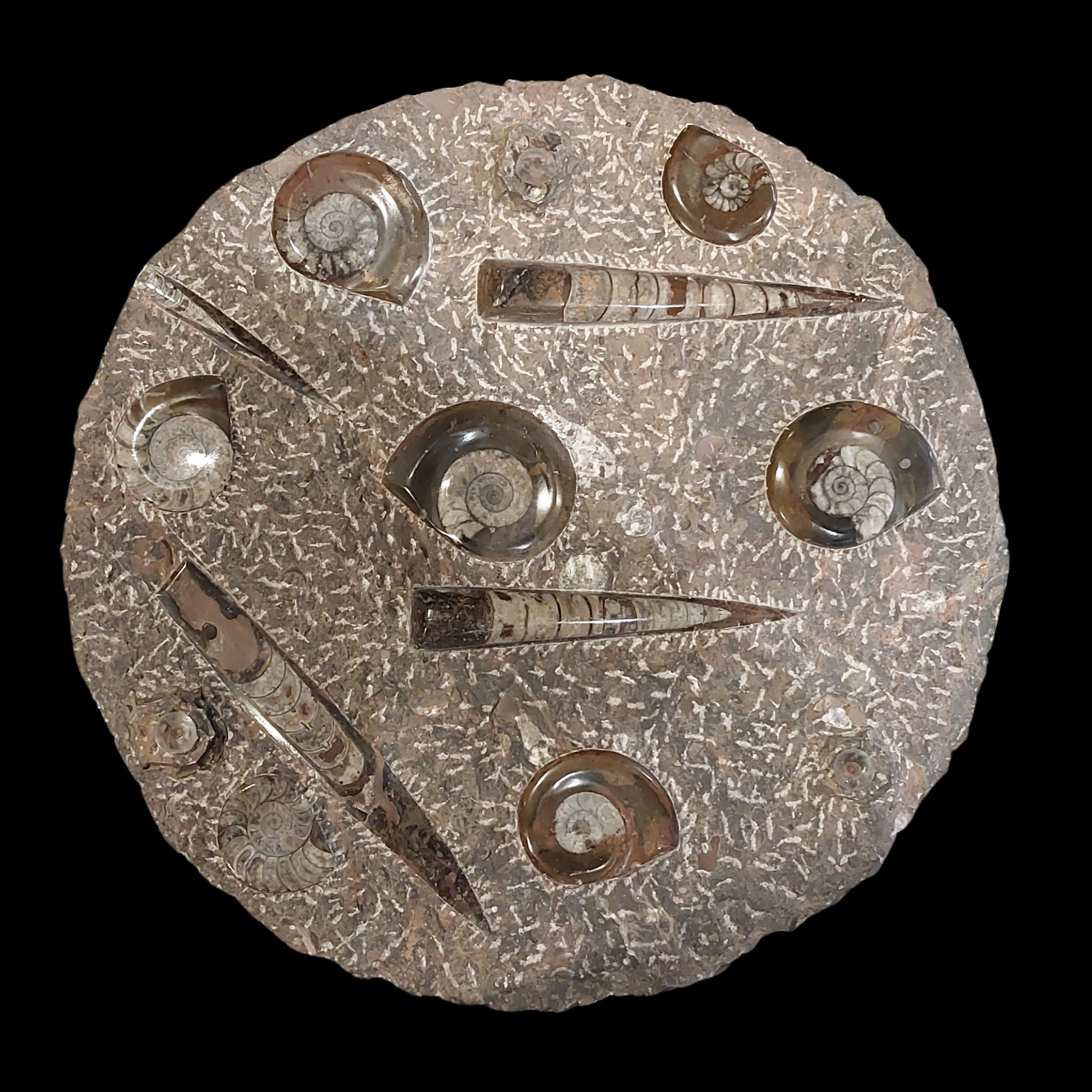 Paleozoic Fossil Marble Table with Orthoceras and Goniatite Cephalopods - preview photo 2123