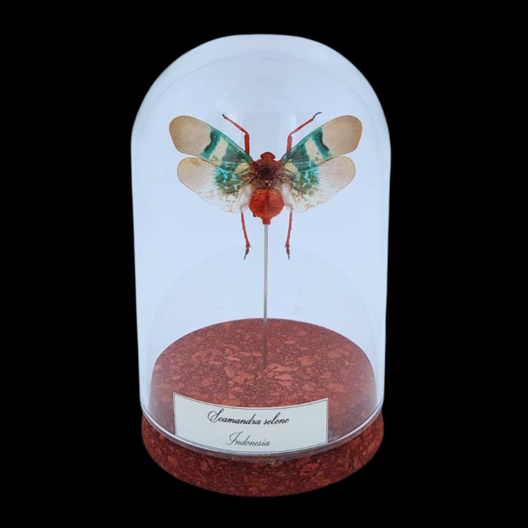 Scamandra selene in Glass cloche, Indonesia - preview photo 1123