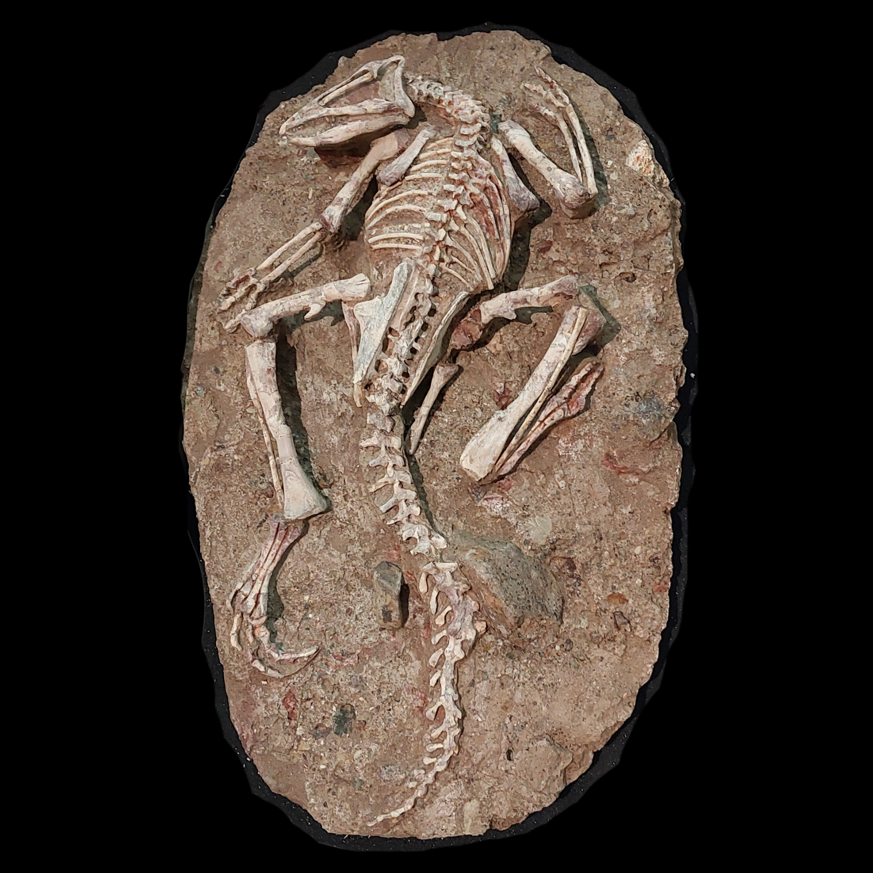 Jeholosaurus Skeleton Fossil — Early Ancestor of Iguanodonts and Hadrosaurs from the Jehol Biota - preview photo 2123