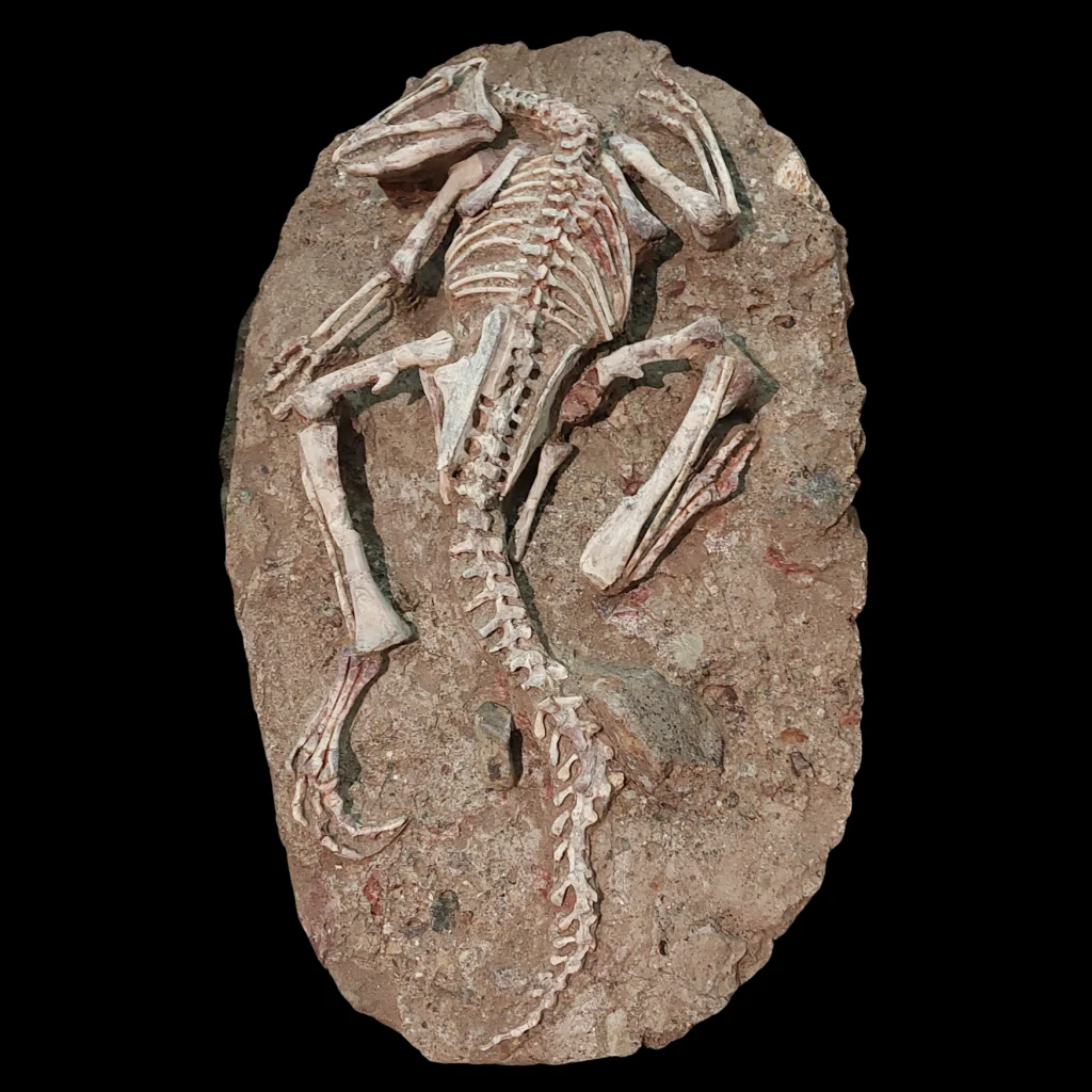 Jeholosaurus Skeleton Fossil — Early Ancestor of Iguanodonts and Hadrosaurs from the Jehol Biota