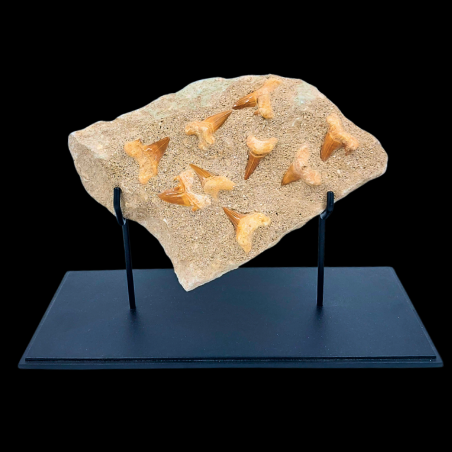 1 578 gr Plate of Fossilised Otodus Sharks Teeth - preview photo 3123