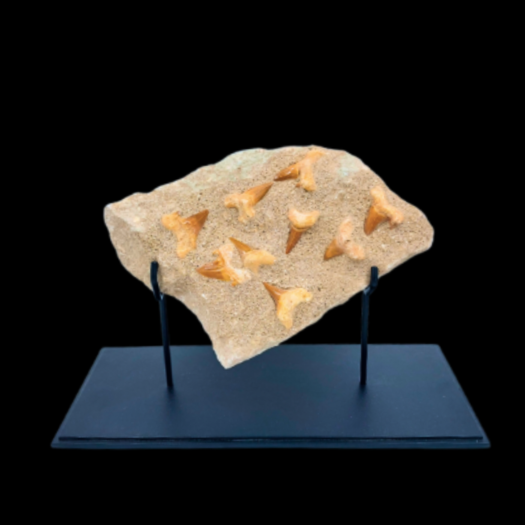 1 597 gr Plate of Fossilised Otodus Sharks Teeth - preview photo 3123