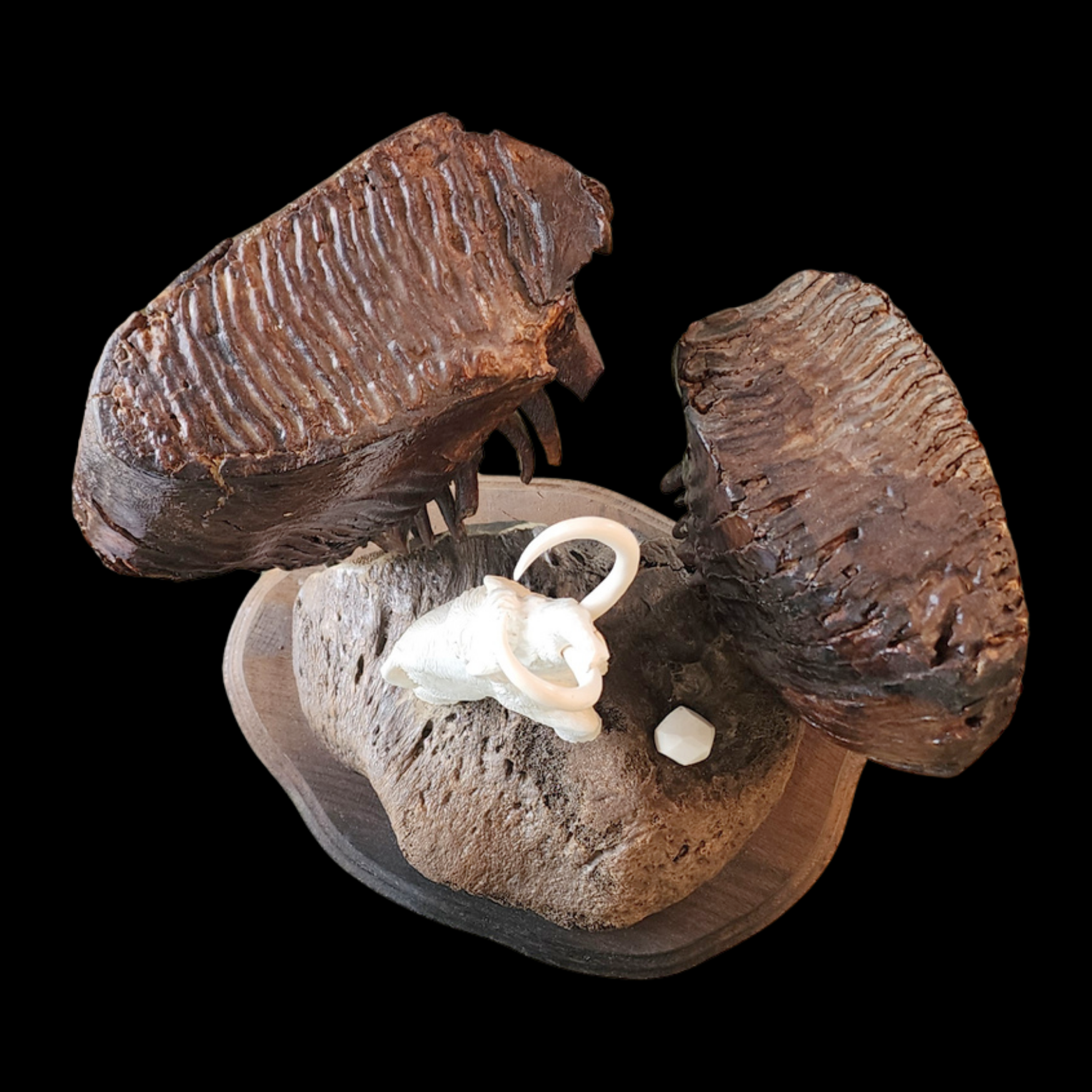 Woolly Mammoth Between Ancient Molars - preview photo 3123