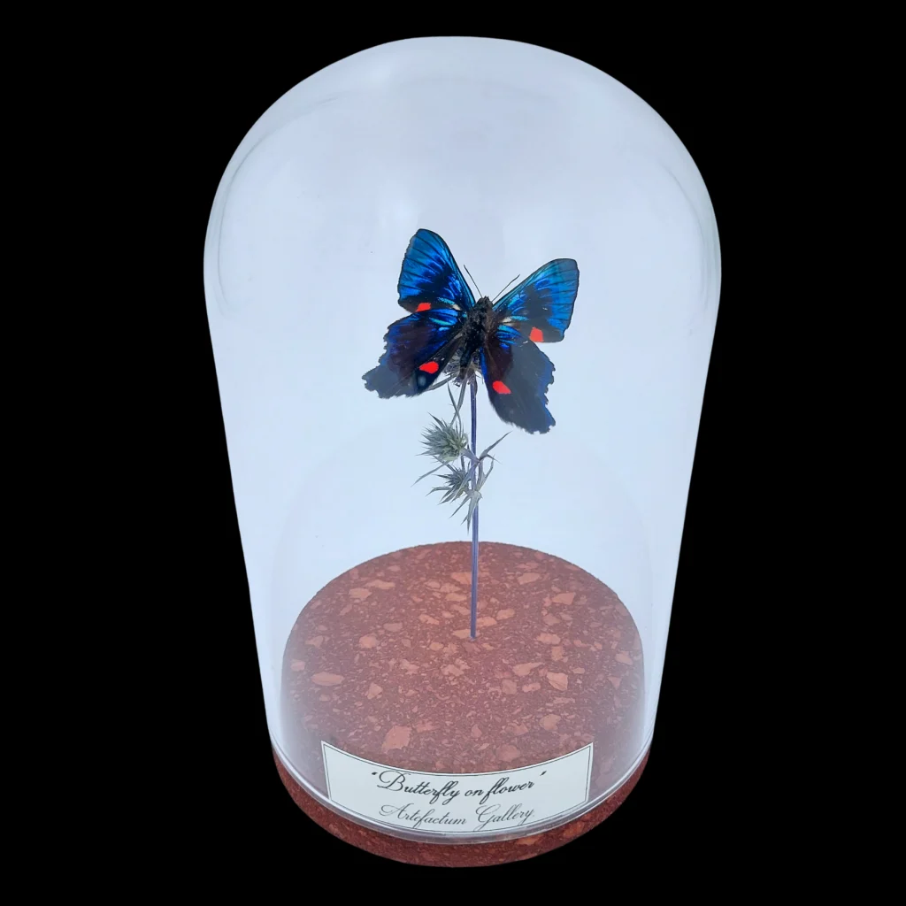 Ancyluris meliboeus on dendlion in Glass cloche, Peru