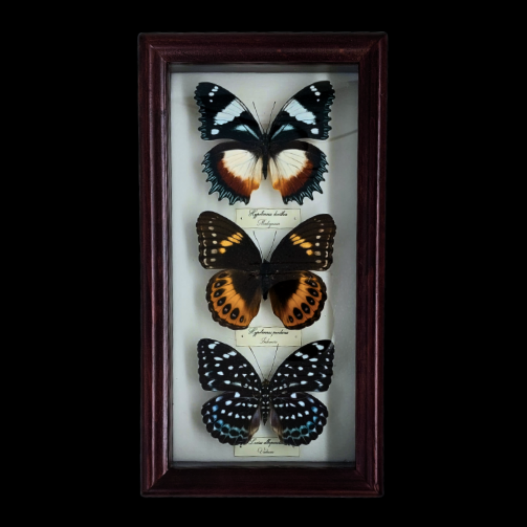Butterflies on frame (1) Collection of Hypolimnas butterflies in Frame123