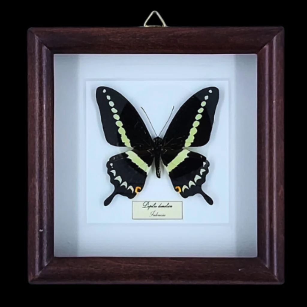 Triangle Swallowtail: Papilio demolion in Frame, Indonesia