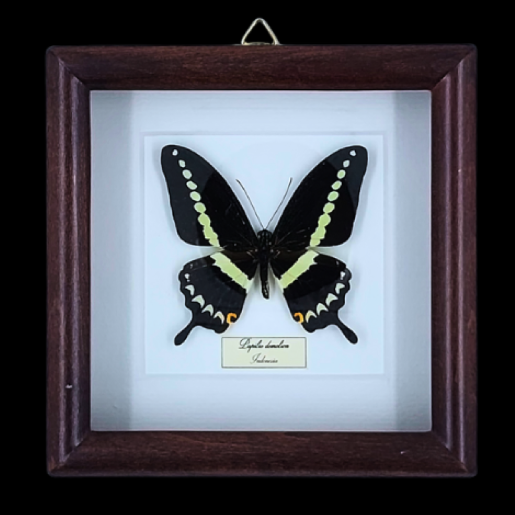Triangle Swallowtail: Papilio demolion in Frame, Indonesia
